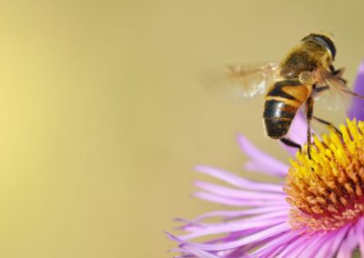 honey bee sucking flower