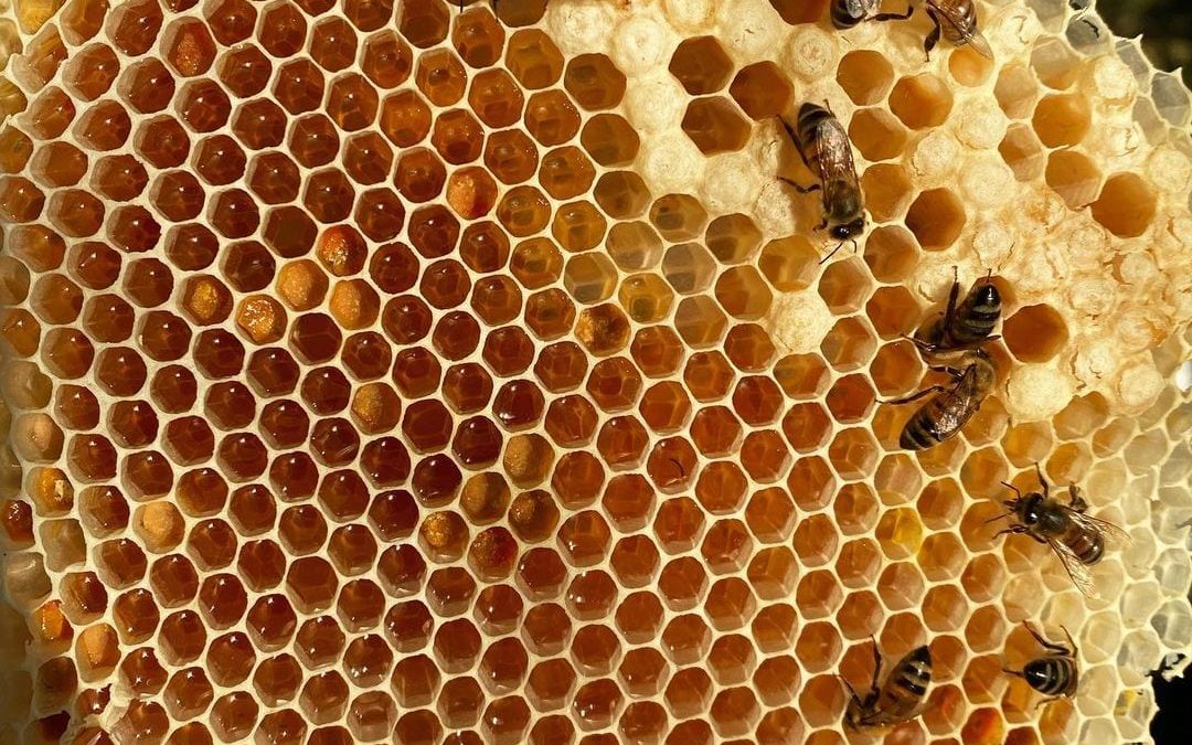 honeycomb | hive management