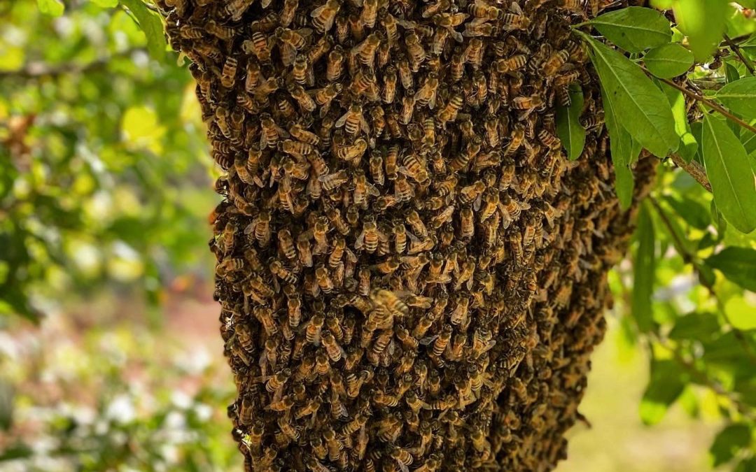 bee swarm on tree limb