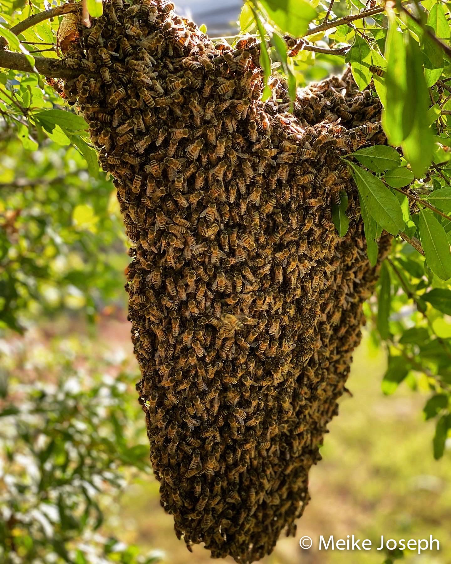 what-happens-when-bees-swarm-barbados-apiculture-association