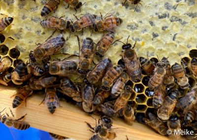 capped and uncapped honey bees