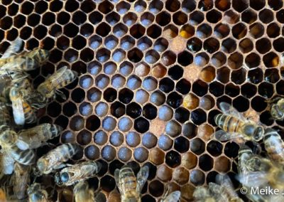 Developing bee larvae white in honeycomb cells