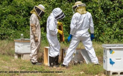 Beekeeping Equipment: All That You Will Need To Know To Stay Safe While Handling Bees