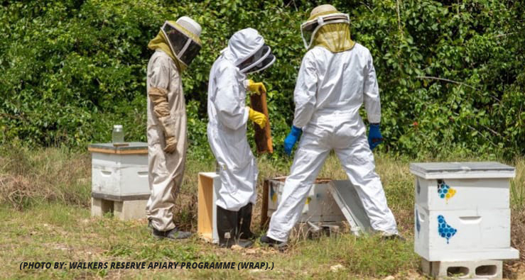Beekeeping Equipment: All That You Will Need To Know To Stay Safe While Handling Bees