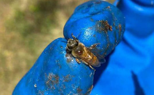 picture of varroa mite on a bee